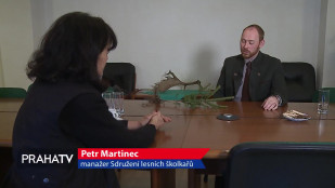 Smrk není k zahození