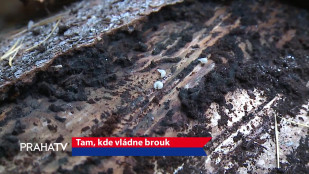 Tam, kde vládne brouk