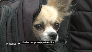 Praha podporuje psí útulky