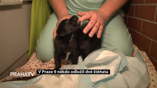 V Praze 9 někdo odložil dvě štěňata