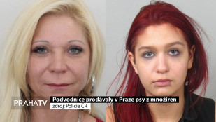 Podvodnice prodávaly v Praze psy z množíren