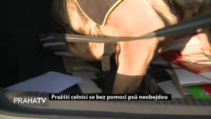 Pražští celníci se bez pomoci psů neobejdou