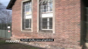 Kočičí útulky jsou přeplněné