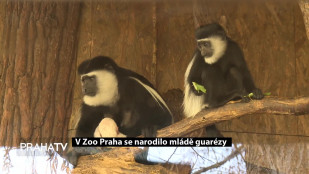 V Zoo Praha se narodilo mládě guerézy