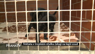 Štěňata v trojském útulku čekají na lepší osud