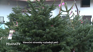 Vánoční stromky vyžadují péči
