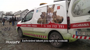 Zachráněné labutě jsou zpět na svobodě