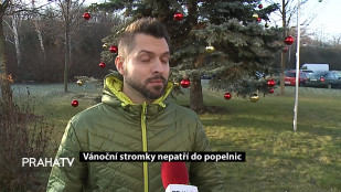 Vánoční stromky nepatří do popelnic