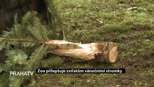 Zoo přilepšuje zvířatům vánočními stromky