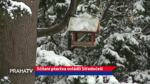 Sčítaní ptactva ovládli Středočeši