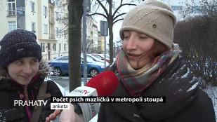 Počet psích mazlíčků v metropoli stoupá