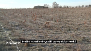 Pražští lesníci loni vysadili stovky tisíc stromků