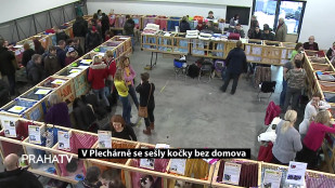 V Plechárně se sešly kočky bez domova