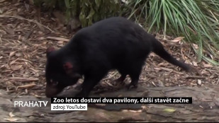 Zoo letos dostaví dva pavilony, další stavět začne