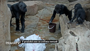 V pražské zoo se zvířata nenudí 