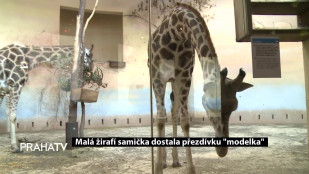 Malá žirafí samička dostala přezdívku 