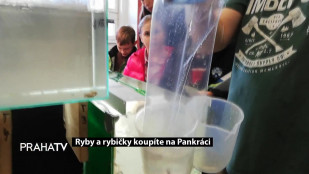 Ryby a rybičky koupíte na Pankráci