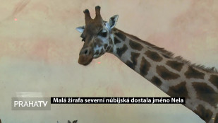 Malá žirafa severní núbijská dostala jméno Nela