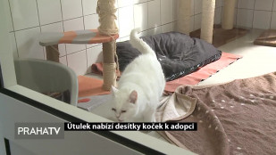 Útulek nabízí desítky koček k adopci
