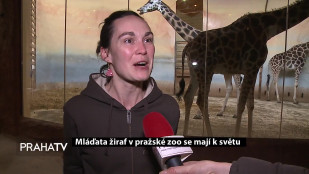 Mláďata žiraf v pražské Zoo se mají k světu