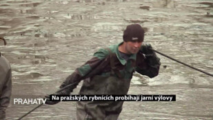Na pražských rybnících probíhají jarní výlovy