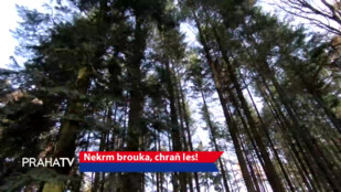 Nekrm brouka, chraň les!