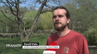 V zoo se narodila gueréza pláštíková