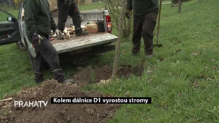 Kolem dálnice D1 vyrostou stromy