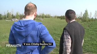 V zoo Chleby budou lvi