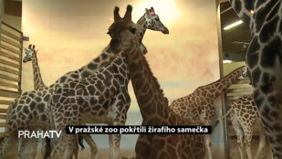 V pražské zoo pokřtili žirafího samečka