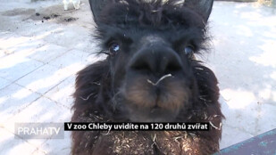 V zoo Chleby uvidíte na 120 druhů zvířat