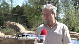 V Zoo Praha se po 25 letech narodil lemur kata