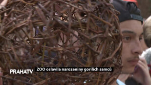 ZOO oslavila narozeniny gorilích samců