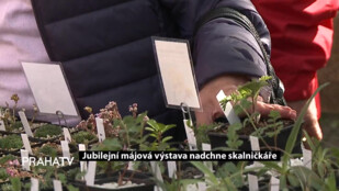 Jubilejní májová výstava nadchne skalničkáře