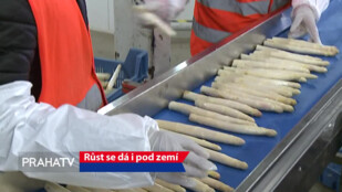 Růst se dá i pod zemí