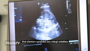 Dvě slonice v pražské zoo čekají mláďata