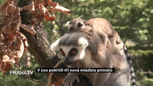 V ZOO pokřtili tři nová mláďata primátů