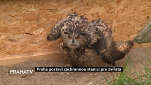 Praha postaví záchrannou stanici pro zvířata