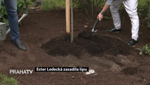 Ester Ledecká zasadila lípu