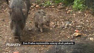 Zoo Praha rozmnožila vzácný druh pekariů