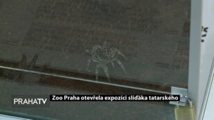 Zoo Praha otevřela expozici slíďáka tatarského