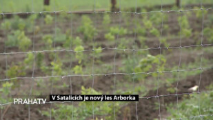 V Satalicích je nový les Arborka