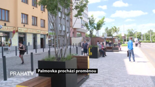 Palmovka prochází proměnou