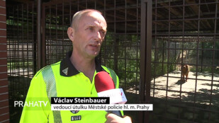 V Praze je odchyceno až pět tisíc zvířat ročně