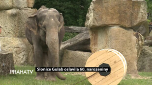 Slonice Gulab oslavila 60. narozeniny