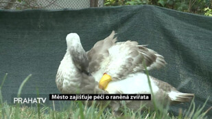 Město zajišťuje péči o raněná zvířata