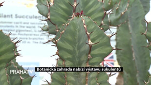 Botanická zahrada nabízí výstavu sukulentů