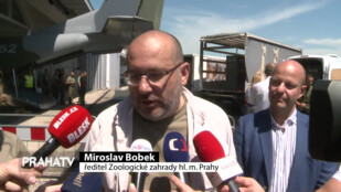 Koně Převalského podeváté míří do Mongolska