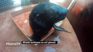 Mladě lachtana se učí plavat