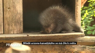 Mládě urzona kanadského se má čile k světu